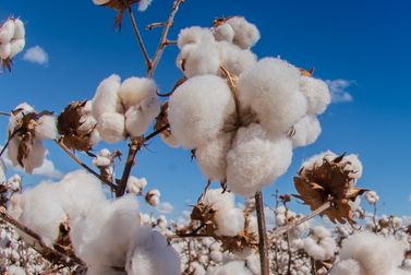 ICE cotton firms as weaker US dollar & speculative buying lend support